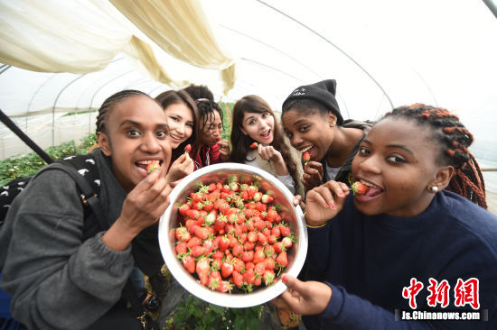 外國友人開心的品嘗草莓